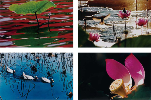 荷-四季頌 Lotus-Praise of the Four Seasons